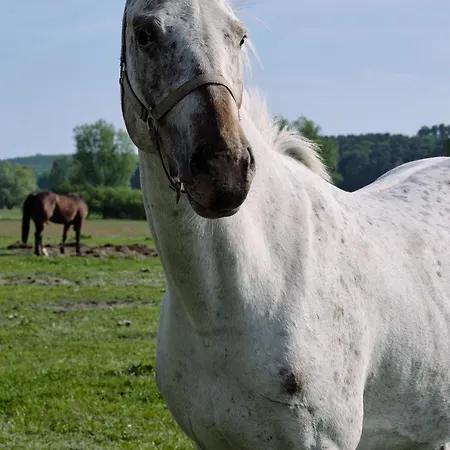 C3 Mit Terrasse & Nutzung Der Wellness- & Aktivbereiche Im 